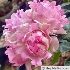 'Sea Anemone ®' rose photo