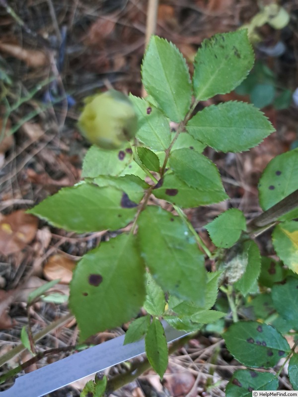 'Château de Munsbach' rose photo