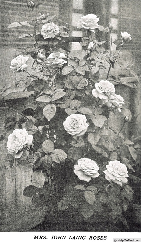'Mrs. John Laing (Hybrid Perpetual, Bennett, 1885)' rose photo
