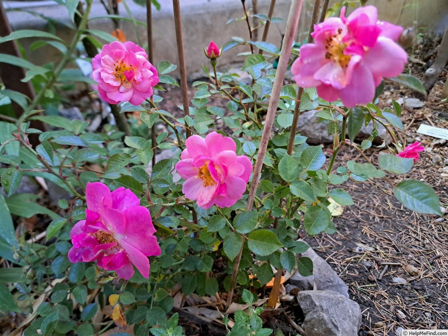 'Jolie Provence ®' rose photo