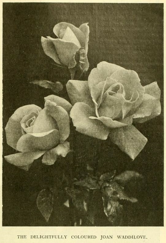 'Joan Waddilove' rose photo