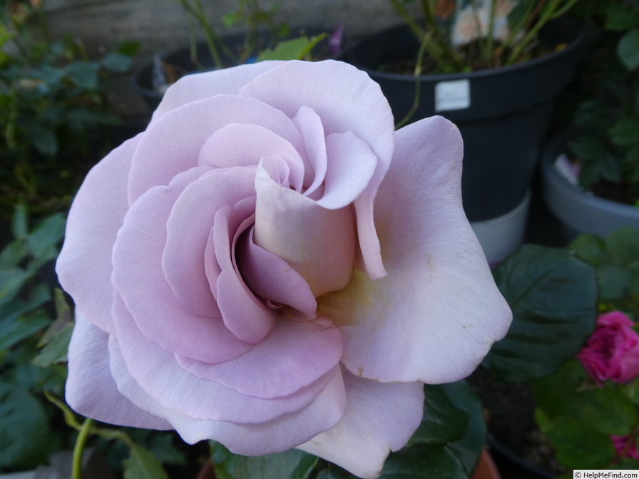 'Blue Girl® (hybrid tea, Sauvageot/NIRP, 2008)' rose photo