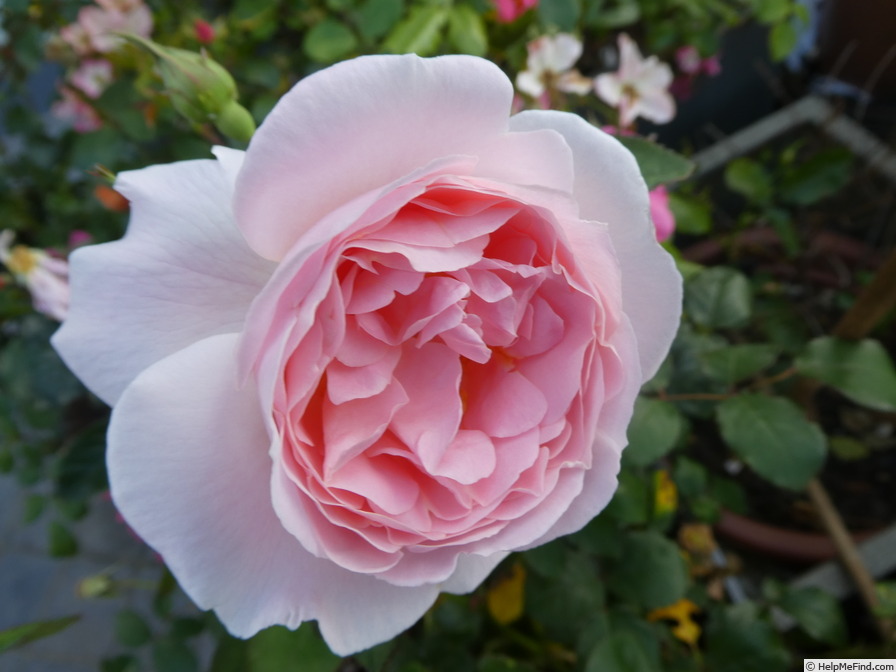 'Caroline's Heart' rose photo