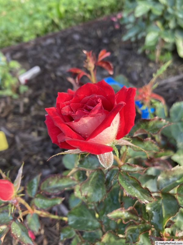 '23-49-6' rose photo