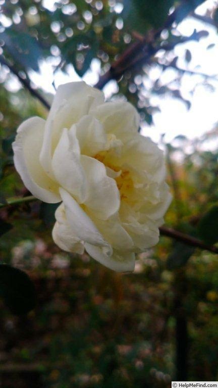 'Dream in Cream™' rose photo