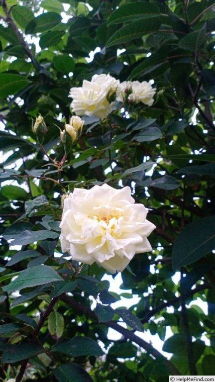 'Dream in Cream™' rose photo