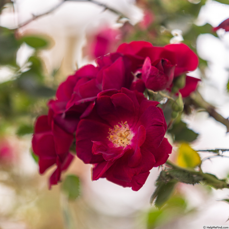 'Indica purpurea' rose photo
