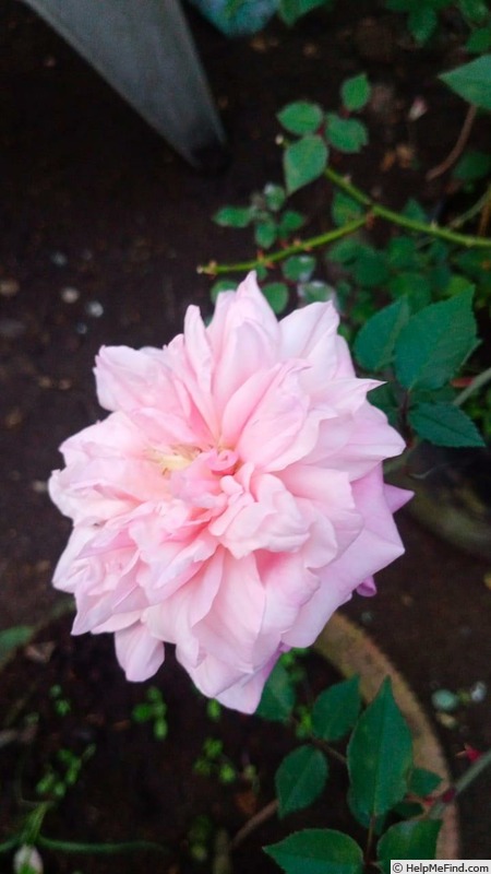 'Amaravathi Nymph™' rose photo