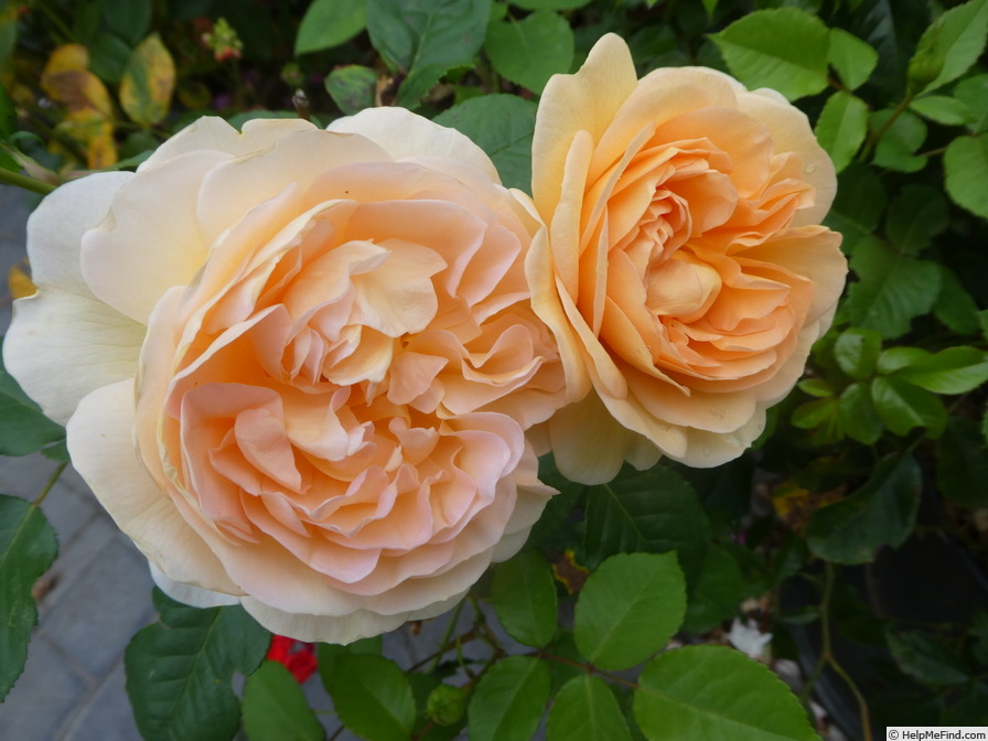 'Amélie Nothomb' rose photo