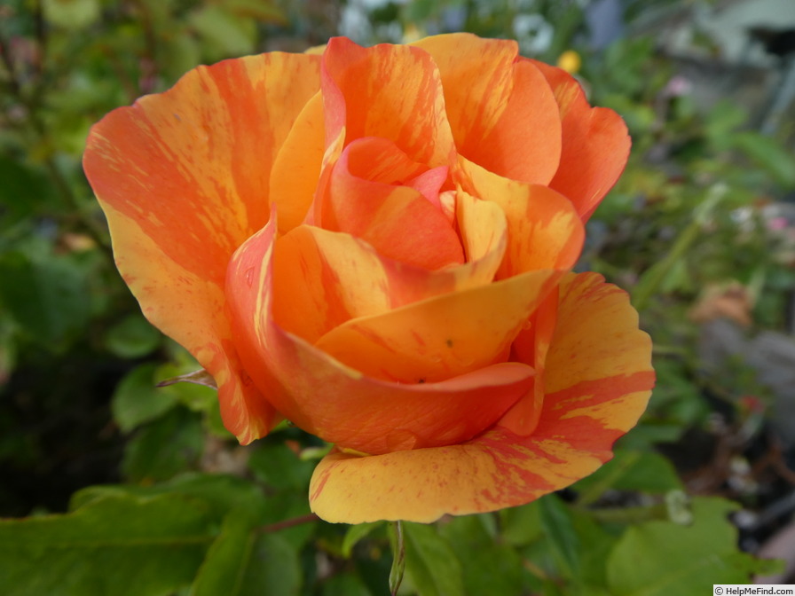 'Lollipop (floribunda, Proll/Kordes  2022)' rose photo