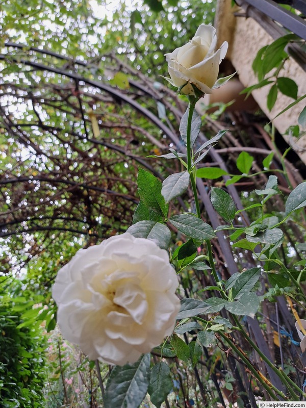 'Holiday Island Key Largo ® (hybrid tea, Interplant 2021)' rose photo