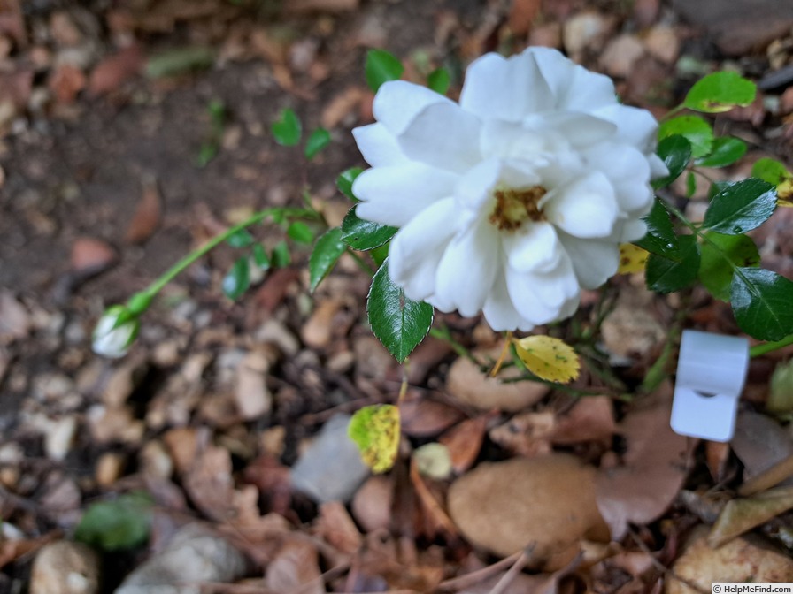 'Sea Foam (shrub, Schwartz 1963)' rose photo