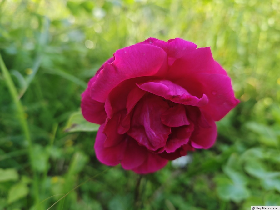 'Red Star (hybrid tea, Verschuren before 1917)' rose photo