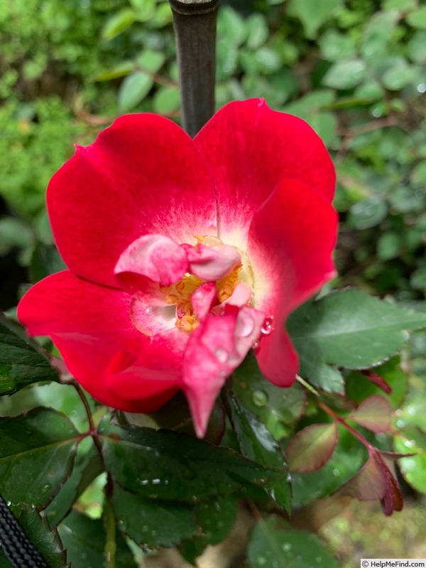 'Silk Road Sprite™' rose photo