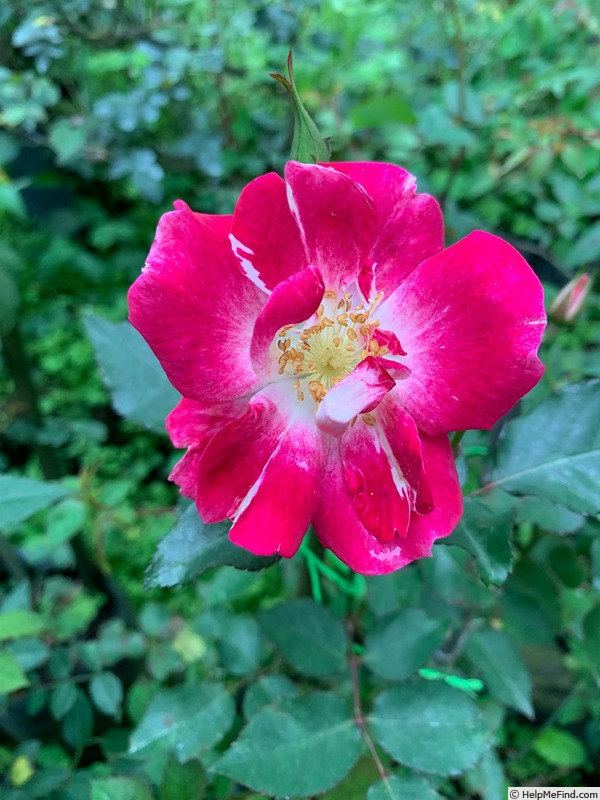 'Silk Road Sprite™' rose photo