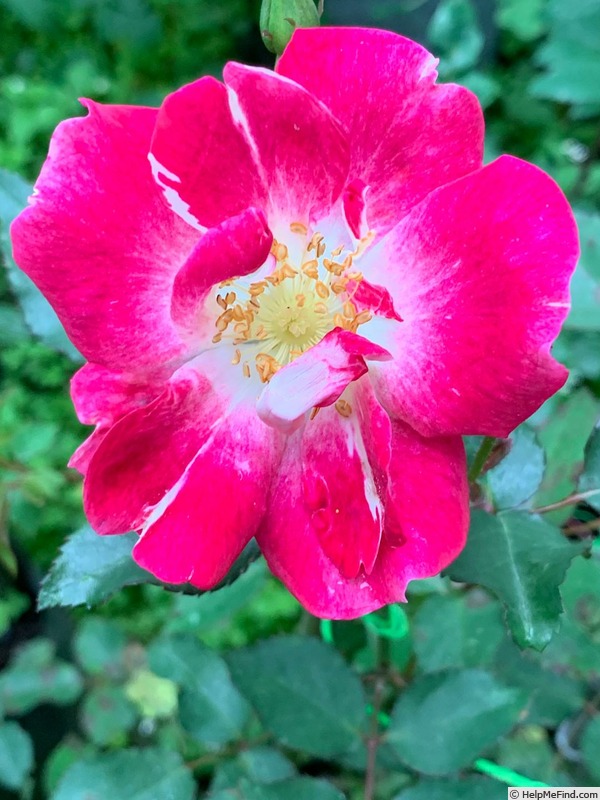 'Silk Road Sprite™' rose photo