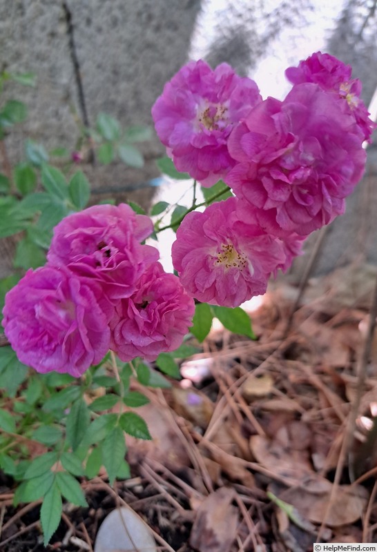 'Allevia ®' rose photo