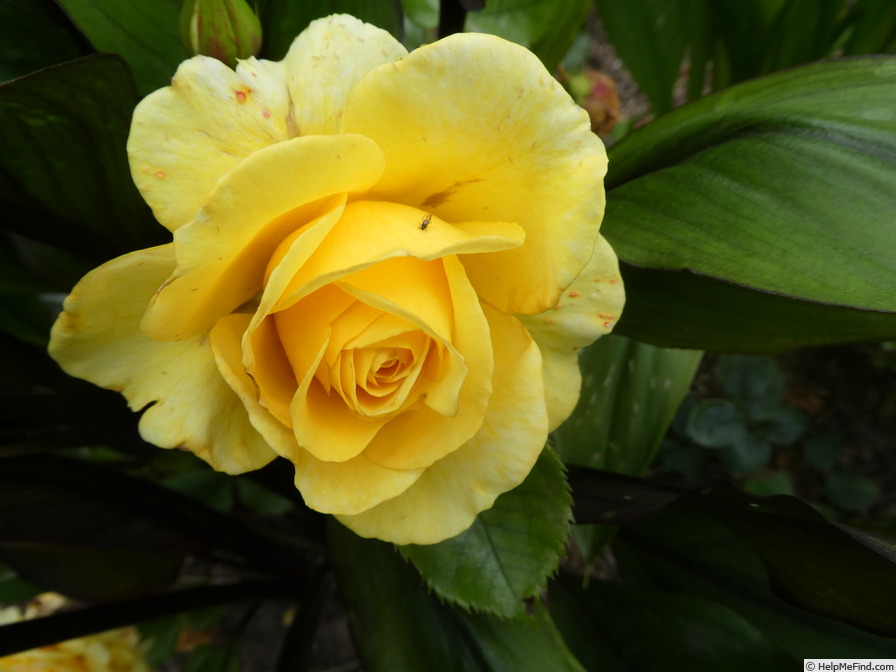 'Sunmaid ® (floribunda, Kordes, 2008/17)' rose photo