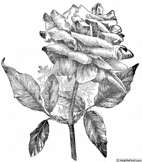 'Mrs. Pierpont Morgan' rose photo