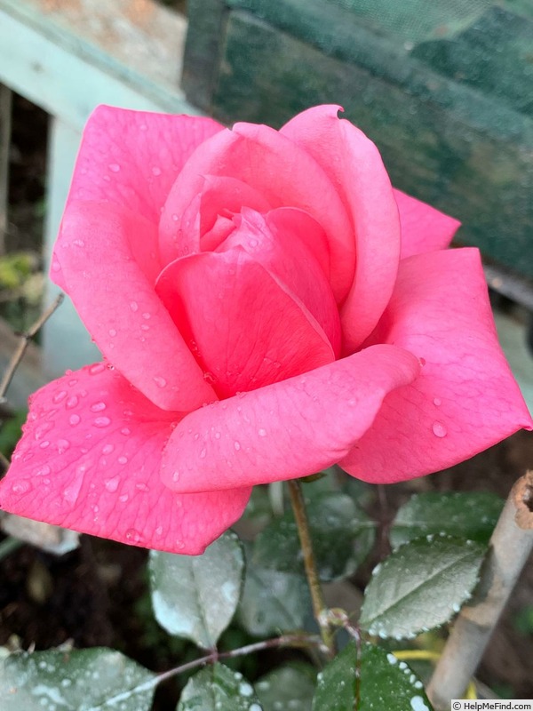 'Sir Vere Henry Levinge™' rose photo