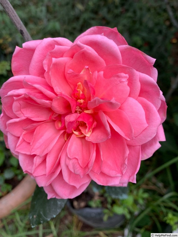 'Sir Vere Henry Levinge™' rose photo
