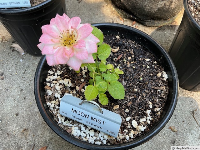 'Moon Mist' rose photo
