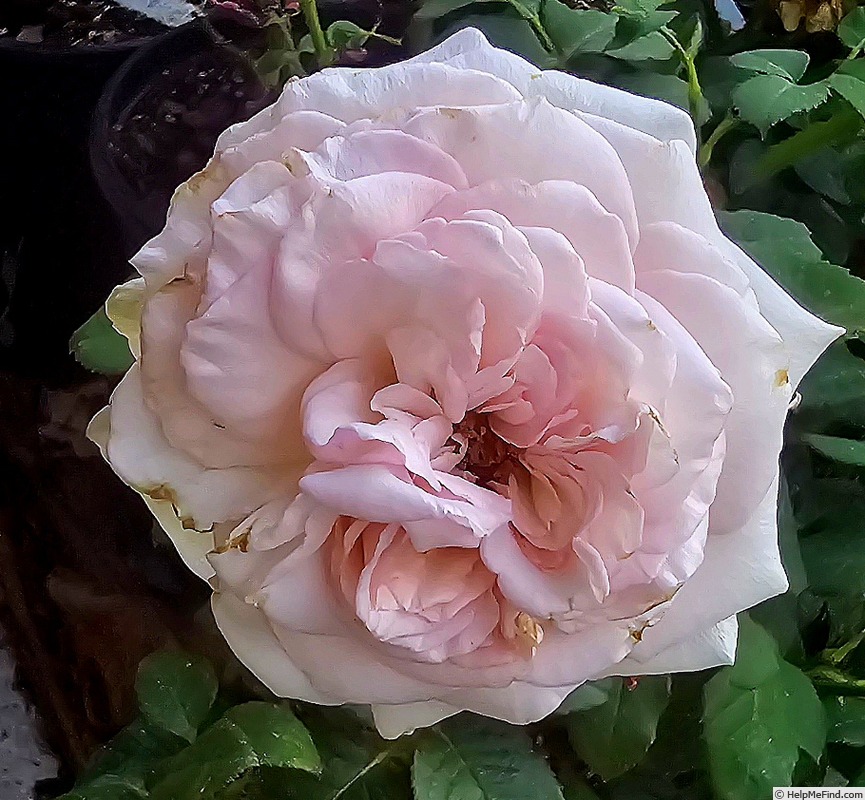 'Pink O'Hara ™' rose photo