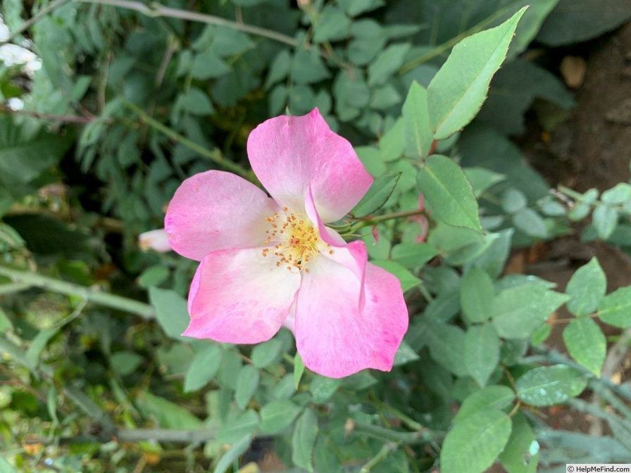 'VIRclementina' rose photo
