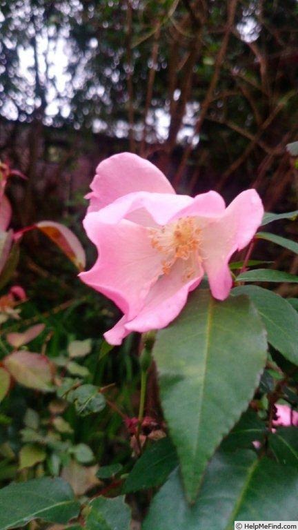 'VIRclementina' rose photo