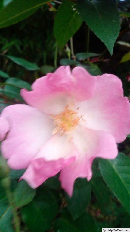 'VIRclementina' rose photo