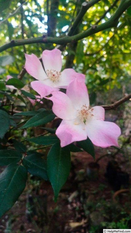 'VIRclementina' rose photo