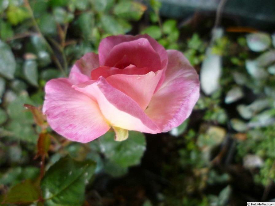 'VIRbrabant' rose photo