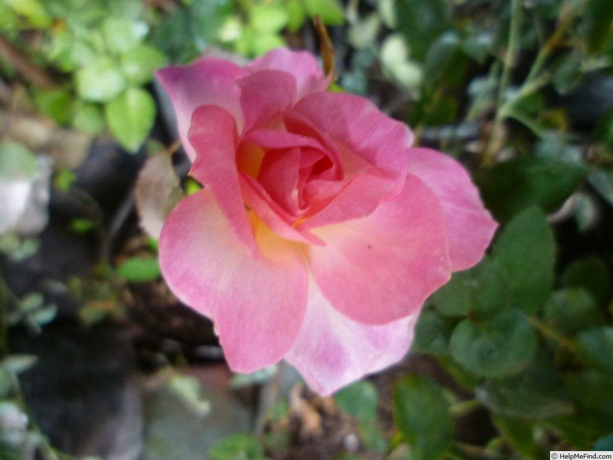 'VIRbrabant' rose photo