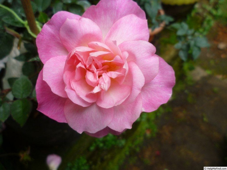 'VIRbrabant' rose photo