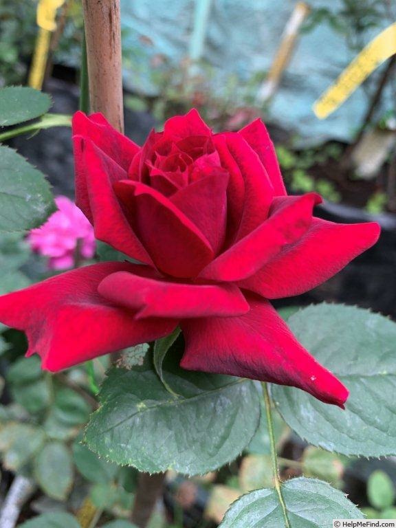 'VIRvienna' rose photo