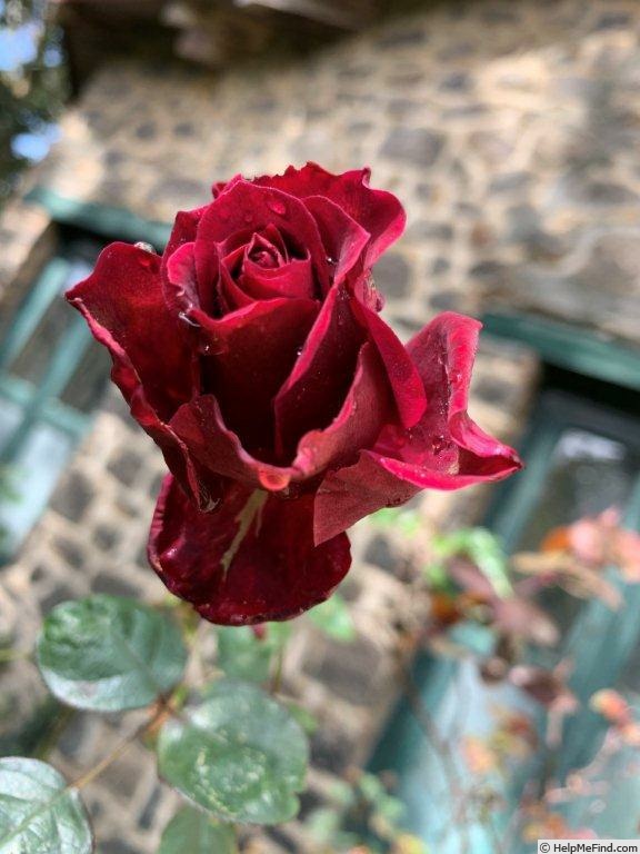'VIRvienna' rose photo