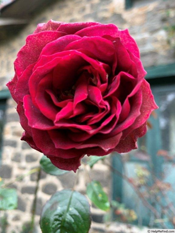 'VIRvienna' rose photo