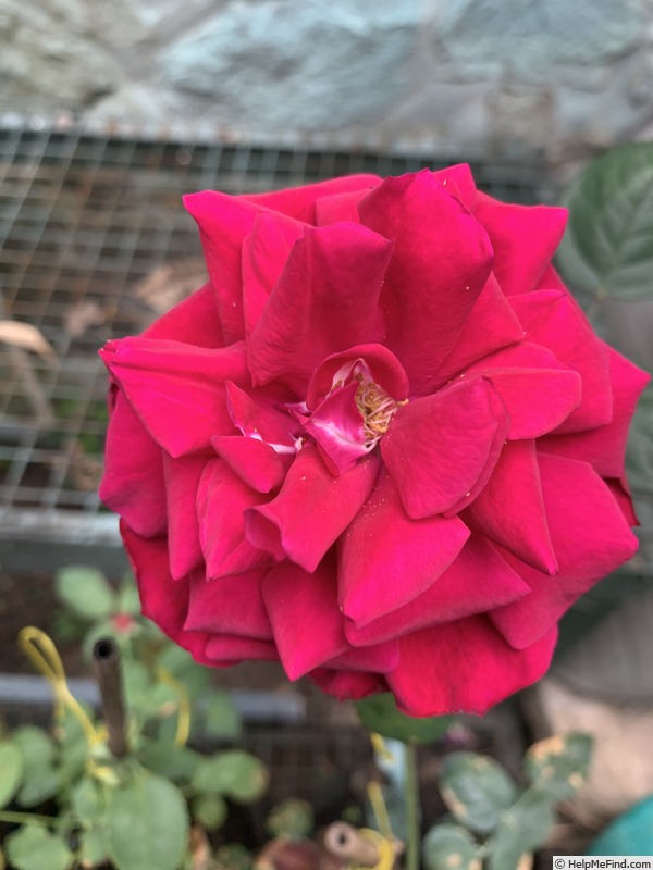 'Viraraghavan Seedling 39.05' rose photo