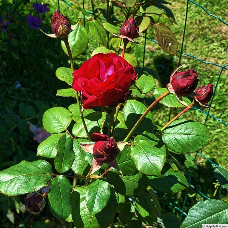 'FEdolca' rose photo