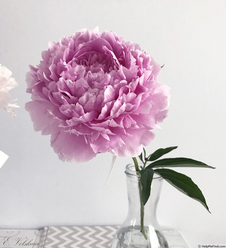 'Madame Chaumy' peony photo