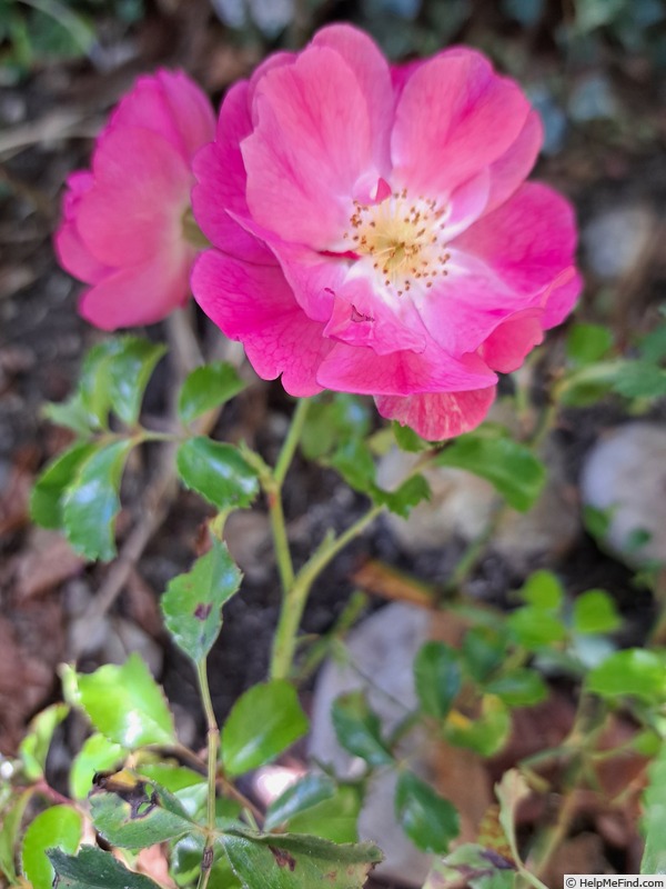 'Rigo Neon ®' rose photo