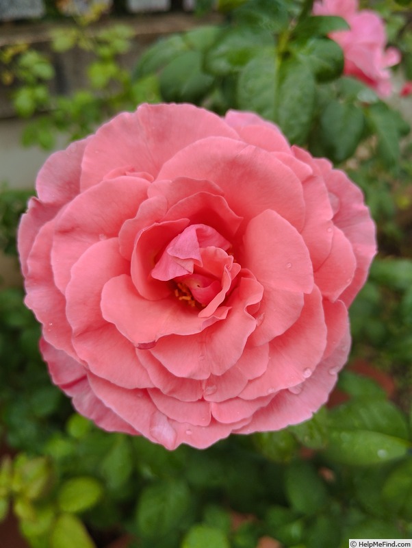 'Elbflorenz (hybrid tea, Meilland, 2005)' rose photo