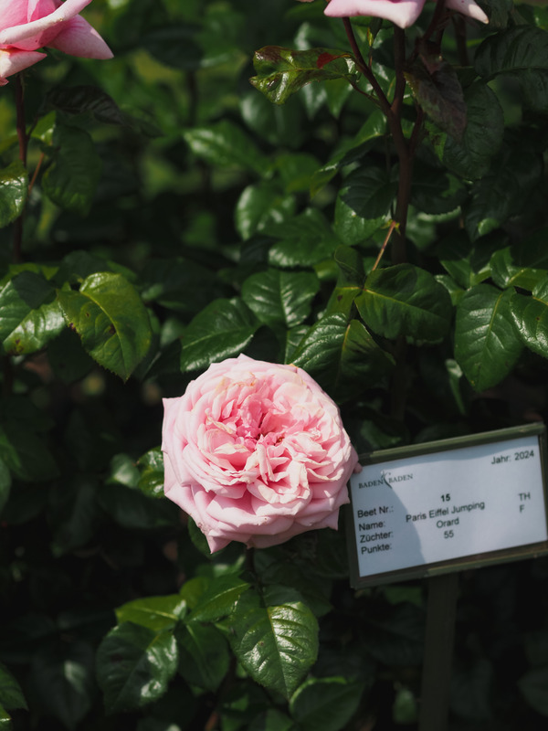 'ORA 183-488' rose photo