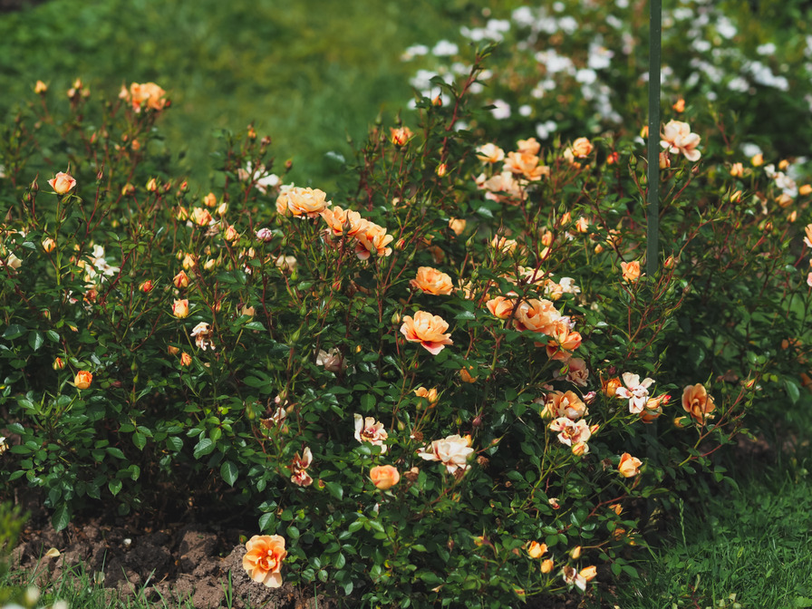 'Bienenweide ® Bernstein' rose photo