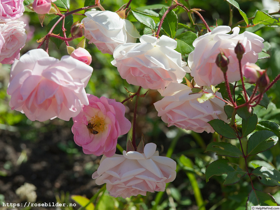 'Mörsjaroos' rose photo