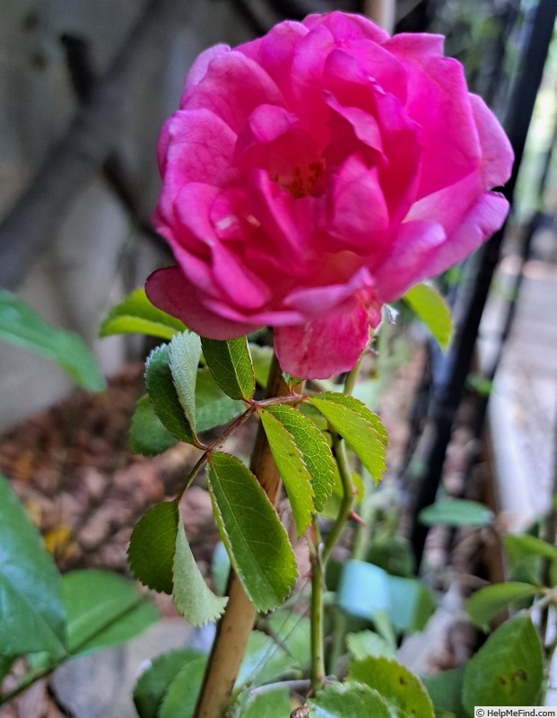 'Bee's Paradise ® Pink' rose photo