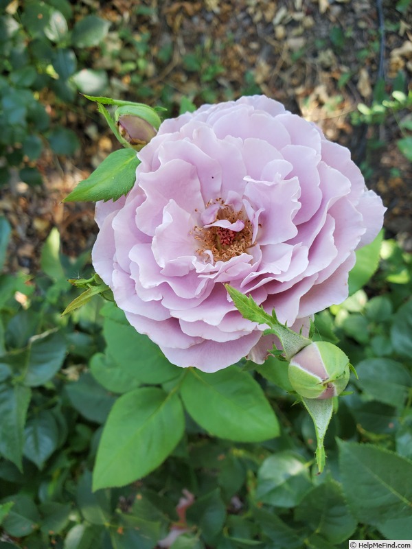 'Blushing Lavender' rose photo