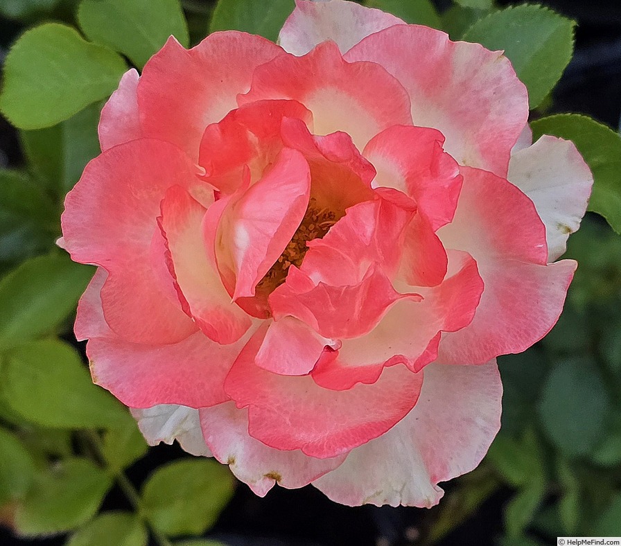 'Make Me Blush ®' rose photo