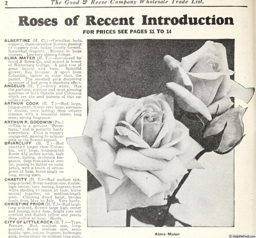 'Alma Mater' rose photo