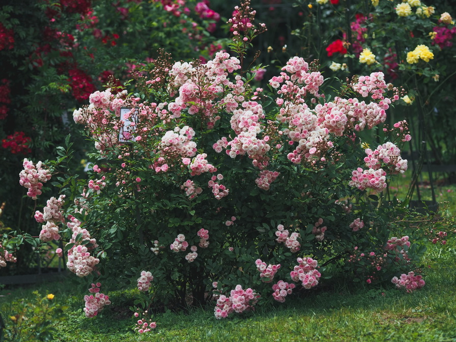 'Pashmina ® (mini-flora, Kordes, 2023)' rose photo